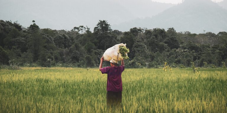 Green Out of the Potato
