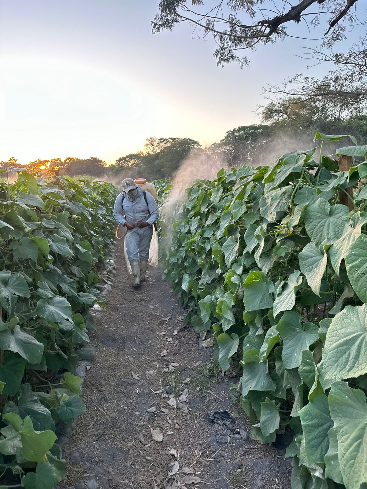 Soluciones agrícolas Del Campo